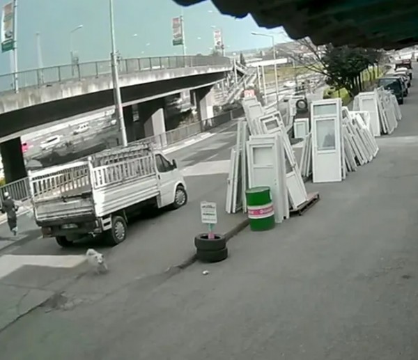 Üniversiteli Cennet Yaşam Savaşı Veriyor! Sokak Köpeğinden Kaçtığı Sırada Otobüs Çarptı